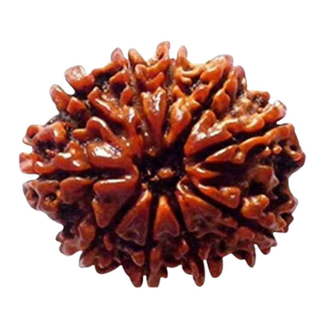 10 Mukhi Rudraksha