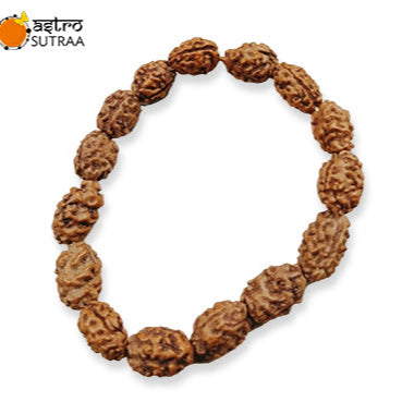 Natural 2 Mukhi Rudraksha Bracelet