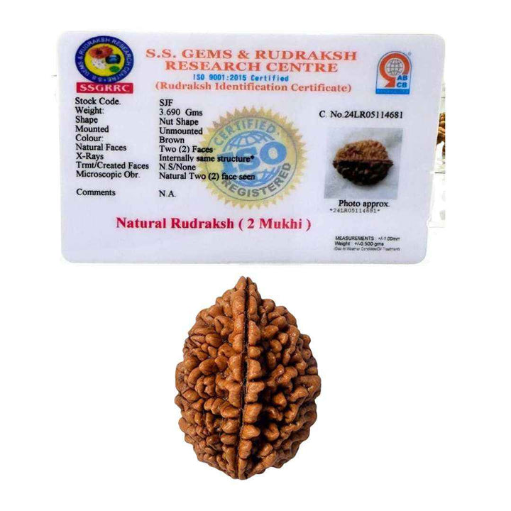 2-Mukhi Rudrakash