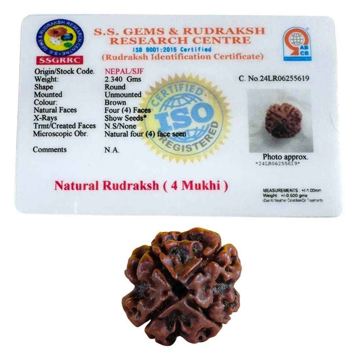 4 Mukhi Rudraksha (Nepal Origin)
