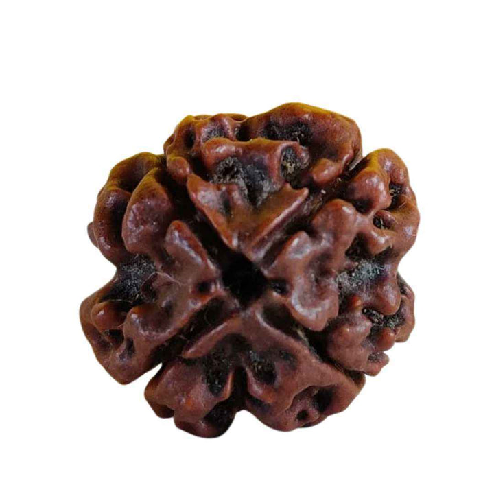 4 Mukhi Rudraksha (Nepal Origin)