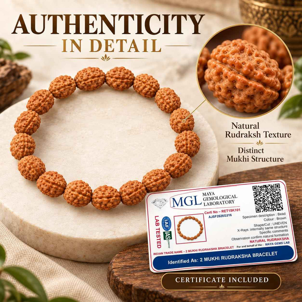 2 Mukhi Rudraksha Bracelet