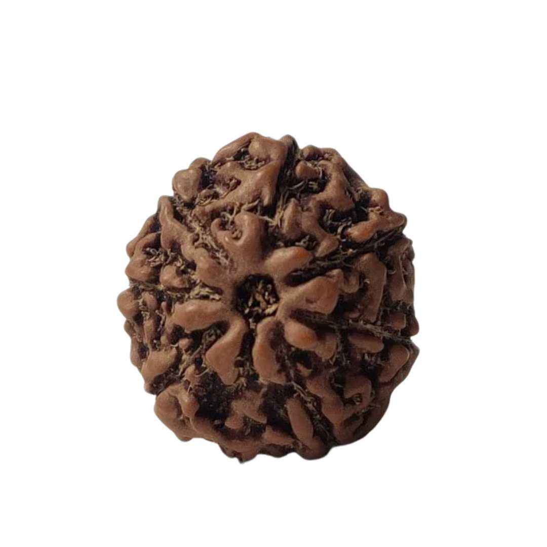 8 Mukhi Rudrakash