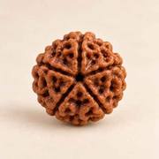 Free 5 Mukhi Rudraksha bead